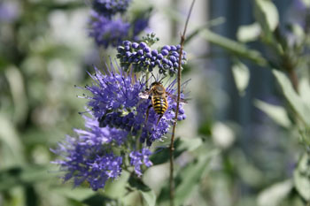 Caryopteris with wool carder